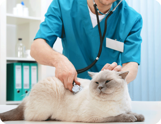 Section image Quelles sont causes de l’arthrose chez le chien et le chat ? image 1