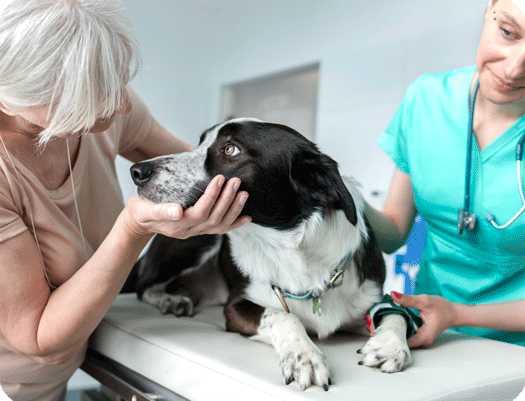 Section image Quels sont les symptômes de l’arthrose du chien et chat ? image 1