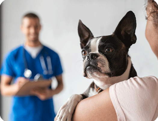Section Quel traitement pour l’arthrose du chien et chat ? image 1