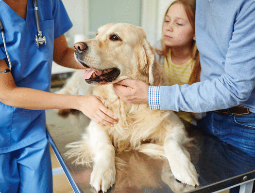 Image 1 Quels sont les autres gestes de secourismes pour chien et chat ?