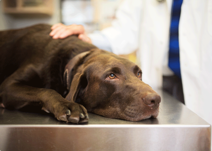 Section La chaîne des secours pour chien et chat image 1