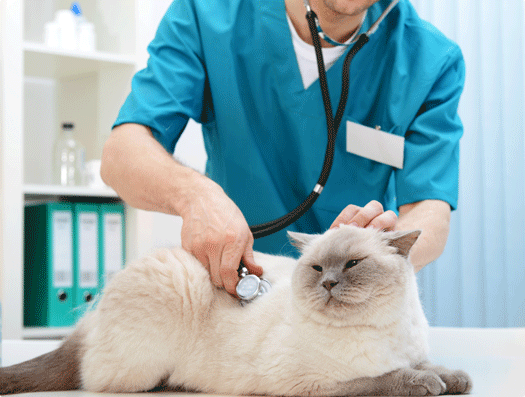 Section Les constantes vitales du chien et du chat image 1