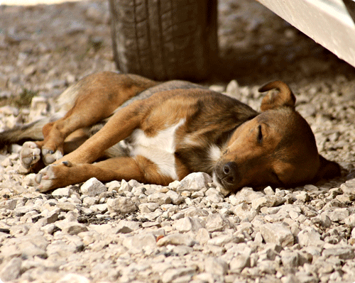 Section Les signes d’une crise convulsive sur un animal image 1