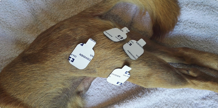 Section image  image 1