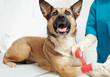 Miniature Gérer une plaie sur un animal (06:28)