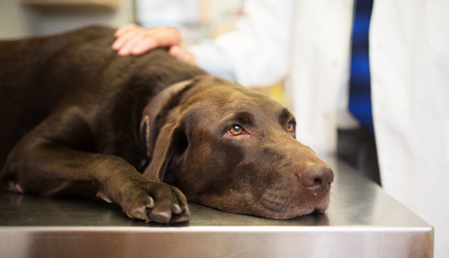 Miniature Gérer une intoxication alimentaire (08:55)