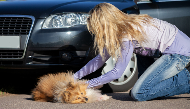 Miniature Gérer un accident sur la voie publique (04:53)