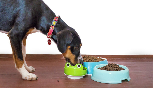 Miniature Gérer l'alimentation d'un animal en croissance (05:01)