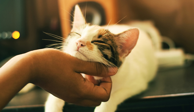 Miniature Réussir une première approche avec un chat (3:59)