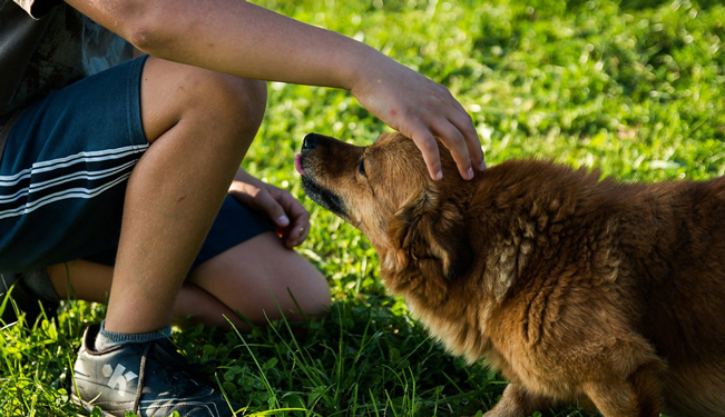 Miniature Réussir une première approche avec un chien (04:35)