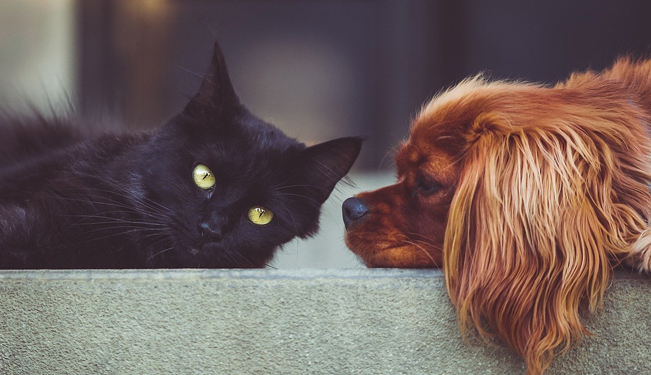 Miniature Éviter les conflits entre chien et chat (04:17)