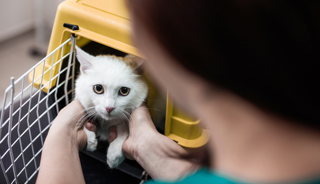 Miniature Transporter un animal de compagnie (04:34)