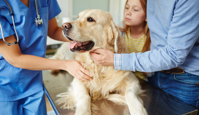 Miniature Éviter les maladies pour son animal (05:33)