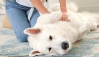 Miniature Formation premiers secours chiens et chats