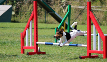 Miniature Prise en charge vétérinaire du chien sportif